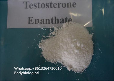 Hormone sexuelle masculine de CAS 315-37-7 de stéroïdes de poudre d'Enanthate de testostérone de pureté de 99%